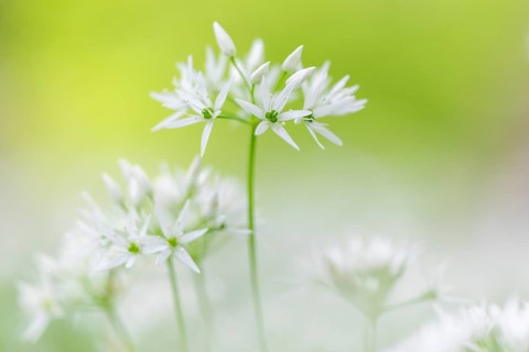 Wild garlic in flower (Allium ursinum), allium family (Allium), beech forest, Weiterdingen, Hegau,