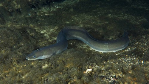 A European eel (Anguilla anguilla) in a dark, rocky underwater environment, dive site Zollbrücke,
