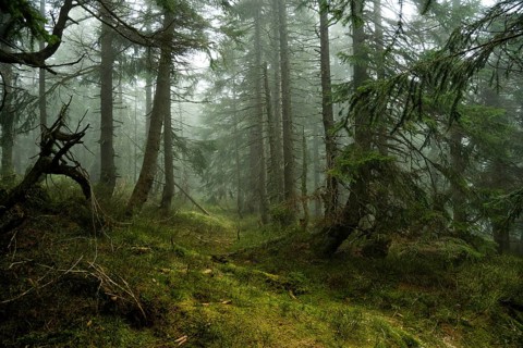 Mystical mountain spruce forest with fog in the Giant Mountains 12