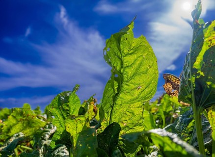 Leaves of sugar beet (Beta vulgaris subsp. vulgaris) on a field backlit against a blue sky,