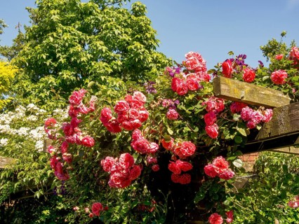 Pink climbing roses climbing lushly over a wooden pergola and standing out against the blue sky,