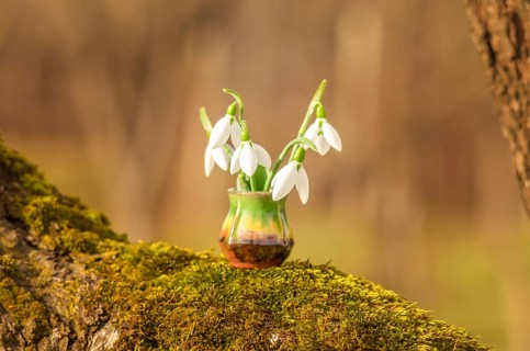 Snowdrop spring flowers. Still life with snowdrops on a sunny day. Snowdrops and sunshine. Wood and