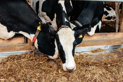 Calf cow in cage, caring on bio farm farming, feed hay grass silage pets, dairy cattle breeds,