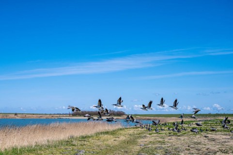 Flock of birds flying up on the shore of a lake, dynamic scene in nature, Greetsiel, Norden, East