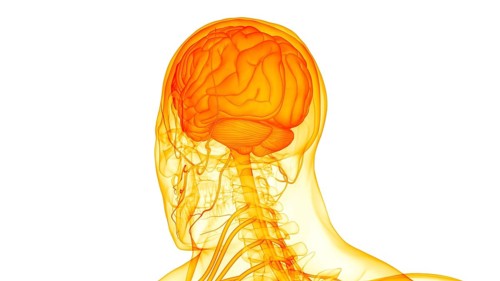 3D Illustration Concept of Central Organ of Human Nervous System Brain Anatomy