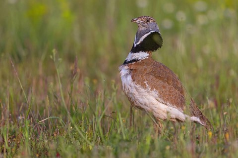 Little bustard (Tetrax tetrax) Outarde canepetière, Sisón Común, Hides De Calera / Great Bustard,