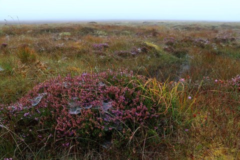 Peat bog, Isle of Lewis, Outer Hebrides, Scotland, United Kingdom, Europe