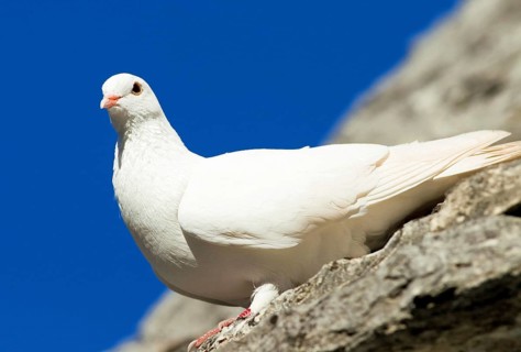 White pigeon on the storoof of a trullo house, Alberobello, Apulia, Italy, Europe