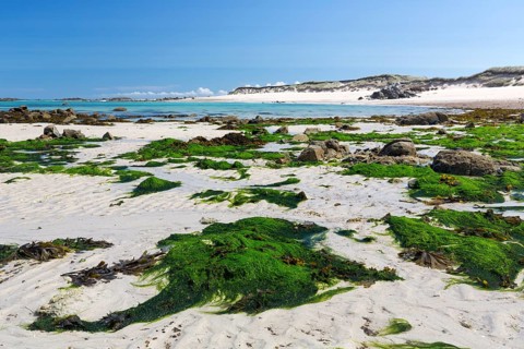 Seaweed on the beach on the Channel Island of Herm, UK