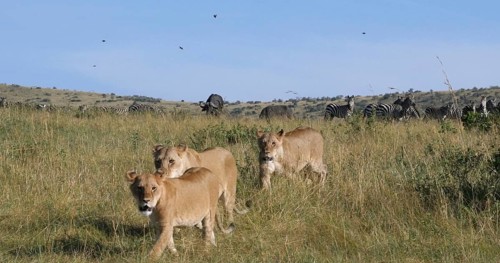 African Lion (panthera leo), Female hunting, Herd of Burchell Zebras, Tsavo Park in Kenya