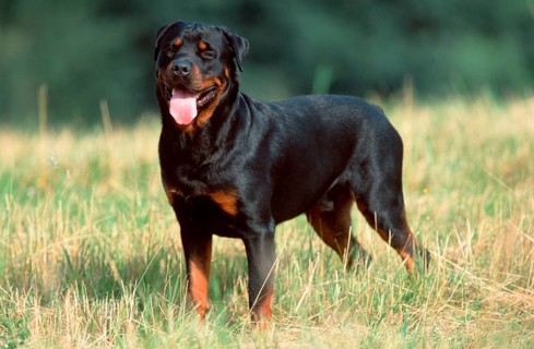 Rottweiler
