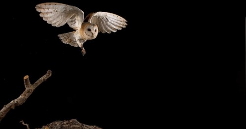 Barn Owl (tyto alba), Adult in flight, Normandy