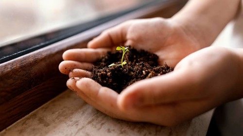 Little child holding dirt sprout his hands