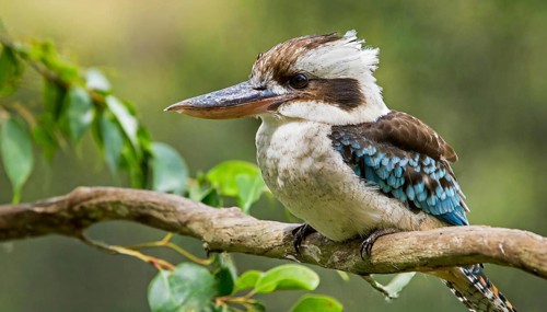 KI generated, animal, animals, bird, birds, biotope, habitat, perch, laughing han, kookaburra,