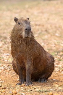 Capybara or capybara (Hydrochoerus hydrochaeris), frontal, eye contact, Pantanal, inland, wetland,