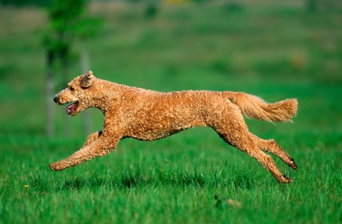 Standard poodle, apricot, shorn, side