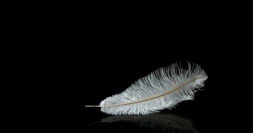 White Feather Falling against Black Background, Normandy