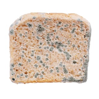 moldy toast bread isolated on white