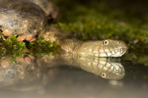 Reflection of the head of a dice snake in the water