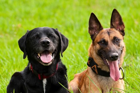 Malinois and Labrador mix on a green meadow