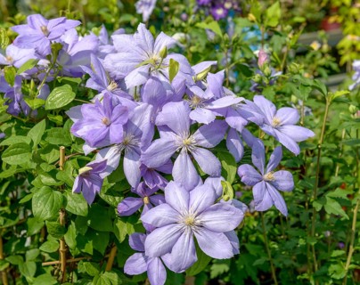 Clematis (Clematis 'Mrs Cholmondeley'), BHG, Federal Republic of Germany