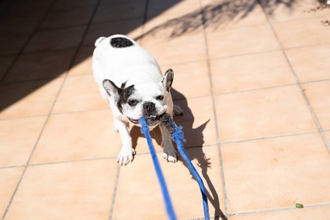 A French Bulldog (Canis lupus familiaris) with black spots holding a blue leash in its mouth,