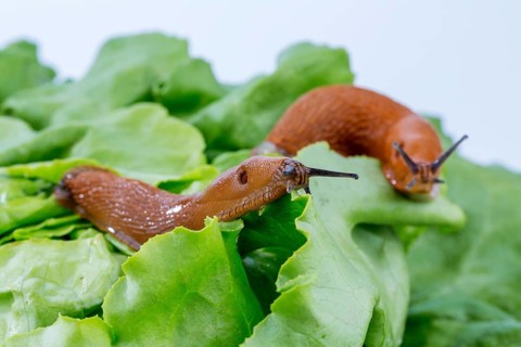 A slug in the garden eats a lettuce leaf. Snail plague in the garden Austria
