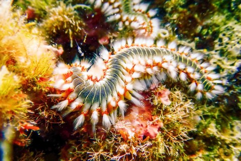 Bearded Fireworm (Hermodice carunculata) Underwater Mediterranean Sea