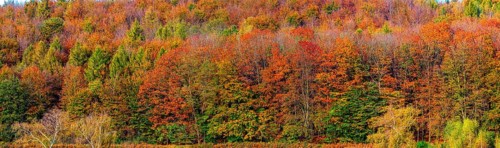 Autumn coloured trees, autumn forest in Lipperland, panoramic photo, Kalletal, North