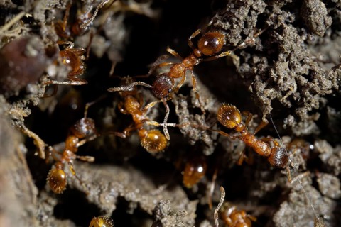 European fire ant (Myrmica rubra), several animals Red-yellow nodule ant on the ground, Velbert,