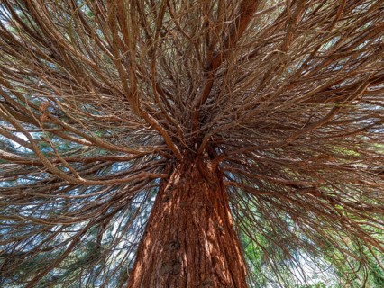 Sequoia tree (Sequoioidea), view from below into the crown, Offenbach am Main, Hesse, Germany,