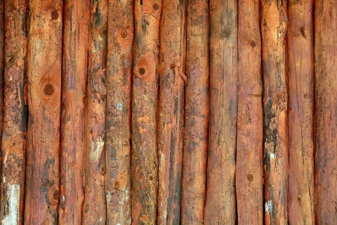 Vertical wood trunks wall texture in orange color