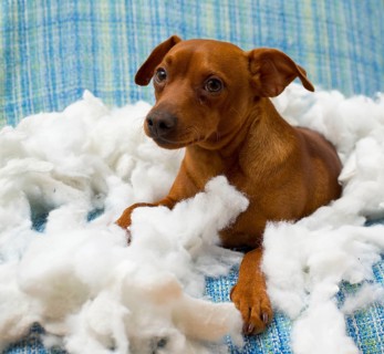 Naughty playful puppy dog after biting a pillow tired of hard work