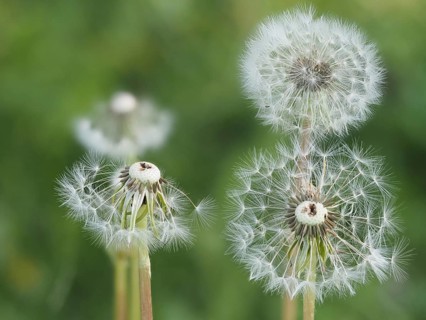 Common dandelion (Taraxacum officinale), in rats, close-up with focus stacking, Styria, Austria,