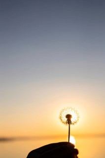 Dandelion flowers in the sun at sunset