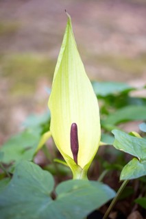 Common arum (Arum maculatum), cob in front of the bracts, Velbert, North Rhine-Westphalia, Germany,