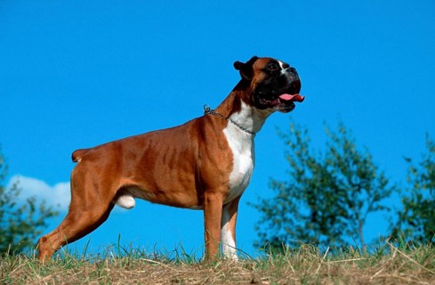 German Boxer, yellow, German Boxer, outside, outdoor, side, male, tail docked, dock, bob