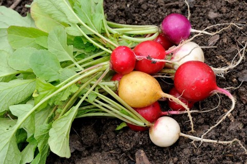 Radish (Raphanus sativus var. sativus)