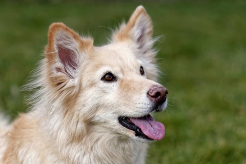Shepherd Golden Retriever crossbreed