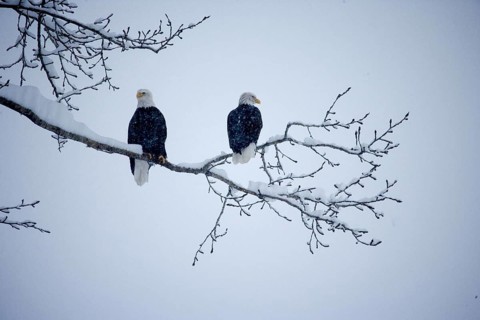 Bald Eagle (haliaeetus leucocephalus), Birds covered by Snow, Haines in Alaska