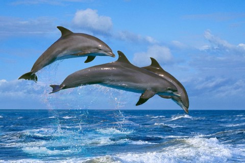 Bottlenose Dolphins (Tursiops truncatus)