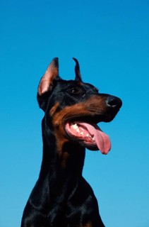 Doberman Pinscher, cropped ears