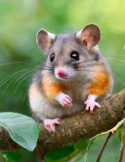 AI generated, A small dormouse is looking for food, (Glis glis)