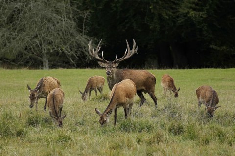 Red Deer (cervus elaphus), Stag and Females, Sweden, Europe