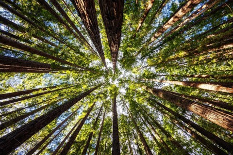 The tranquil Cement Creek Redwood Forest near Warburton in Victoria, Australia, Oceania