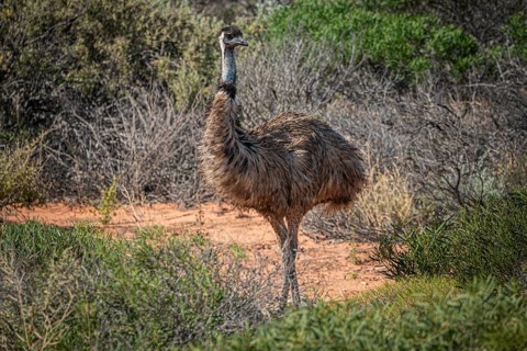 Emu (Dromaius novaehollandiae), adult, in its habitat, Kalbarri National Park, Western Australia,