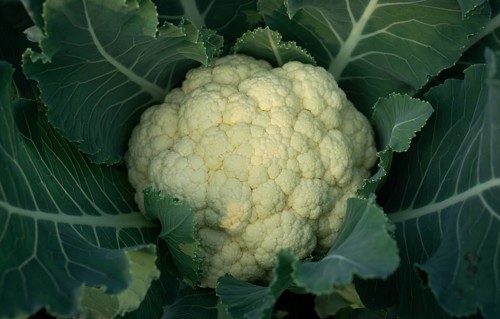 Close-up of a cauliflower head nestled amongst its vibrant green leaves. A fresh, healthy vegetable