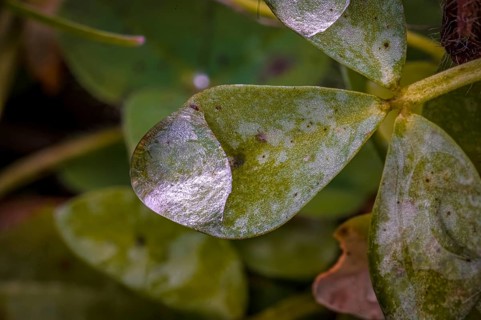 Macro photograph of a green clover leaf (Trifolium) with water droplets, Jena, Thuringia, Germany,