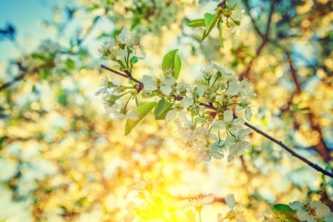 View on branch of cherry tree with blossoming flowers in morning instagram stile