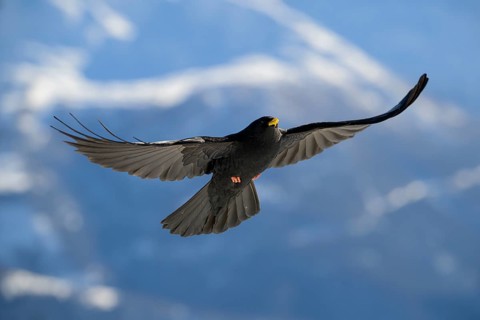 Alpine chough (Pyrrhocorax graculus) in flight, Belalp, Naters, Brig, Canton Valais, Switzerland,